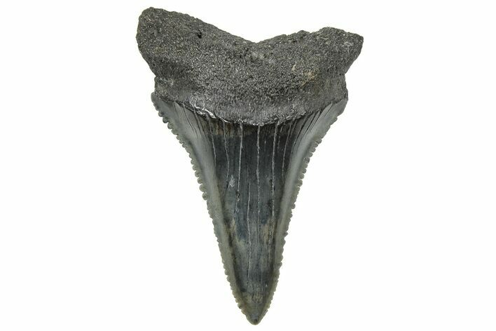 Serrated, Fossil Great White Shark Tooth - South Carolina #325167